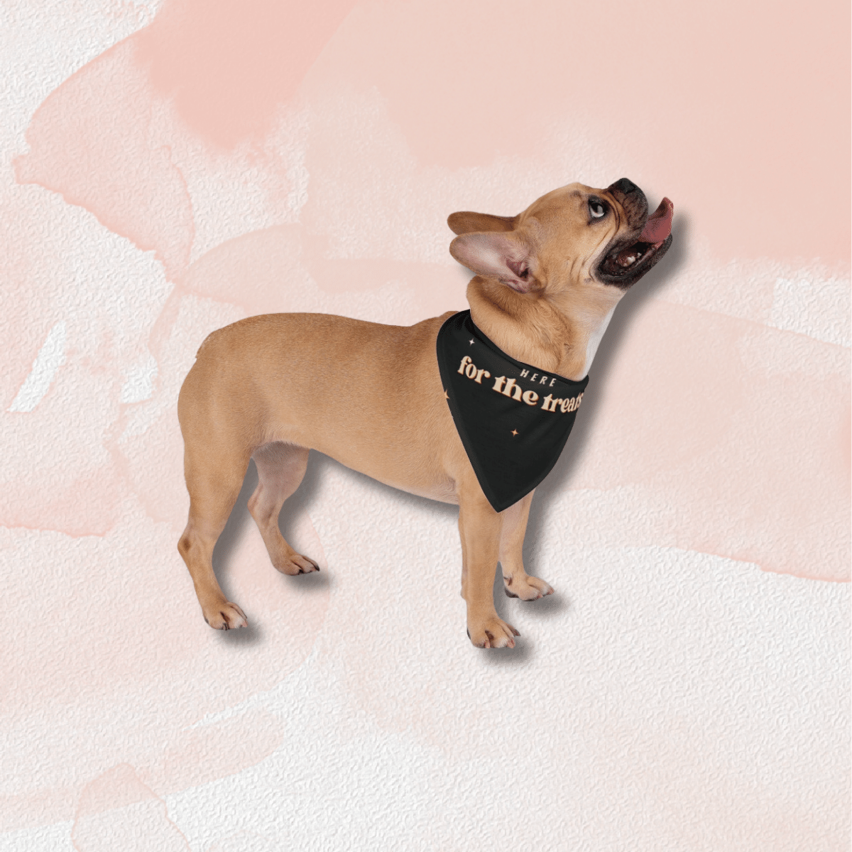 Here for the Treats - Pet Bandana