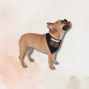 Life Isn't Perfect But My Mom Is - Pet Bandana Black