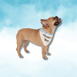 Mama’s Boy - Pet Bandana